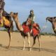 Jaisalmer Camel Safari Tours