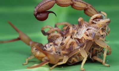 T Scorpions