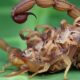 T Scorpions