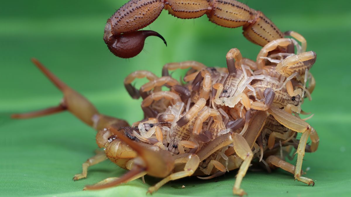 T Scorpions