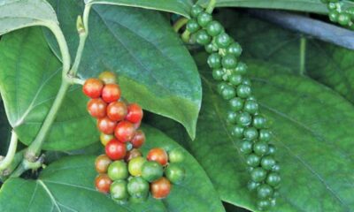 peppercorn plant