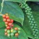 peppercorn plant
