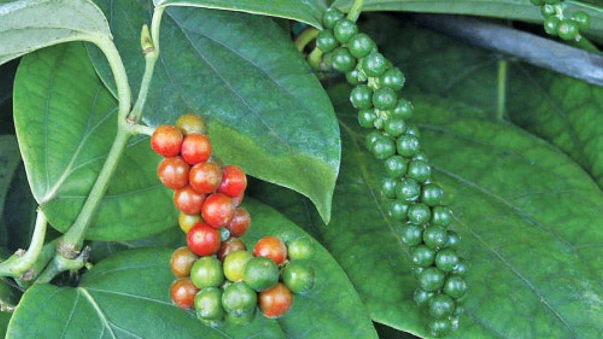 peppercorn plant