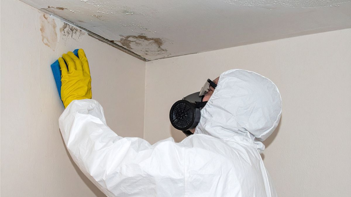 Mold Remediation