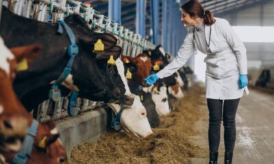 plant-based feed additives