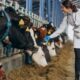 plant-based feed additives