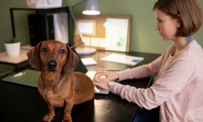 Dachshund Puppy