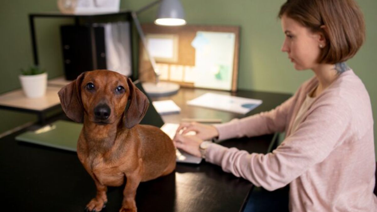 Dachshund Puppy