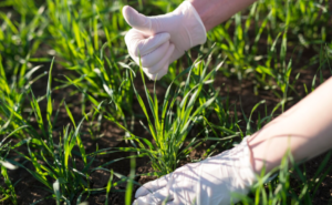 Fertilization Builds Healthier Grass