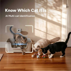 Multiple Cats, One Box, and the Mystery of Who