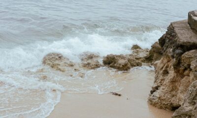 Sea Moss