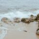 Sea Moss