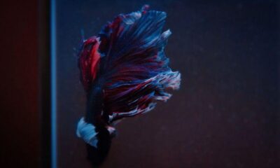 Betta Fish