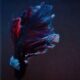 Betta Fish