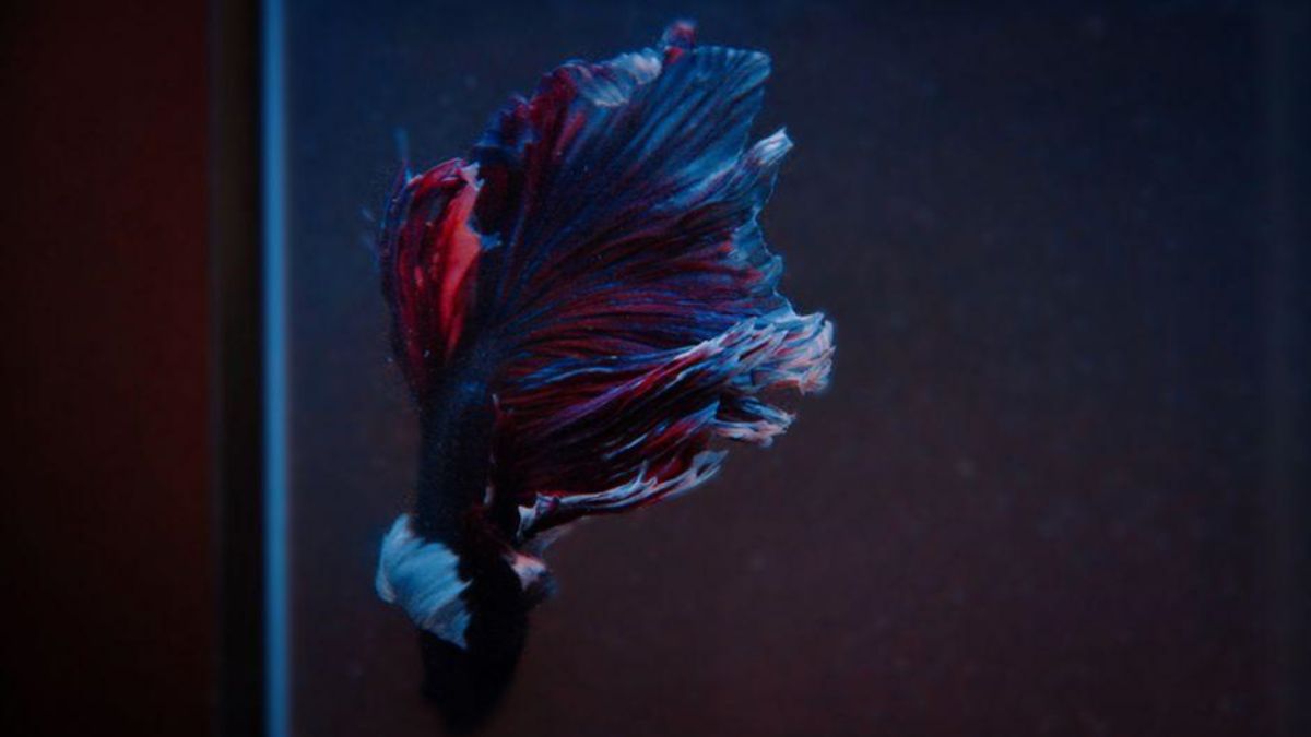 Betta Fish