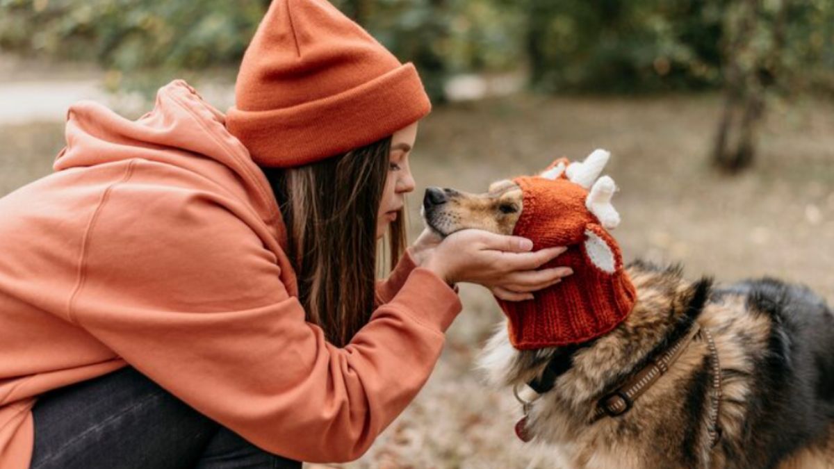 Dog Gear