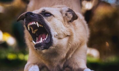 Dog Bite