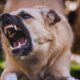 Dog Bite