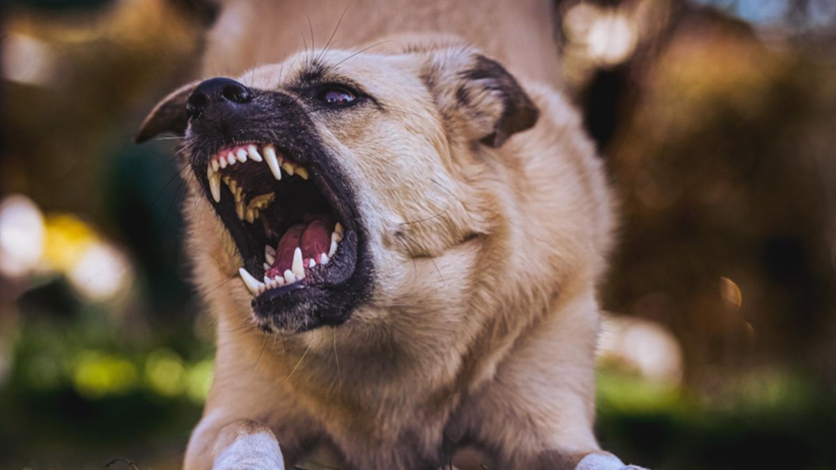 Dog Bite